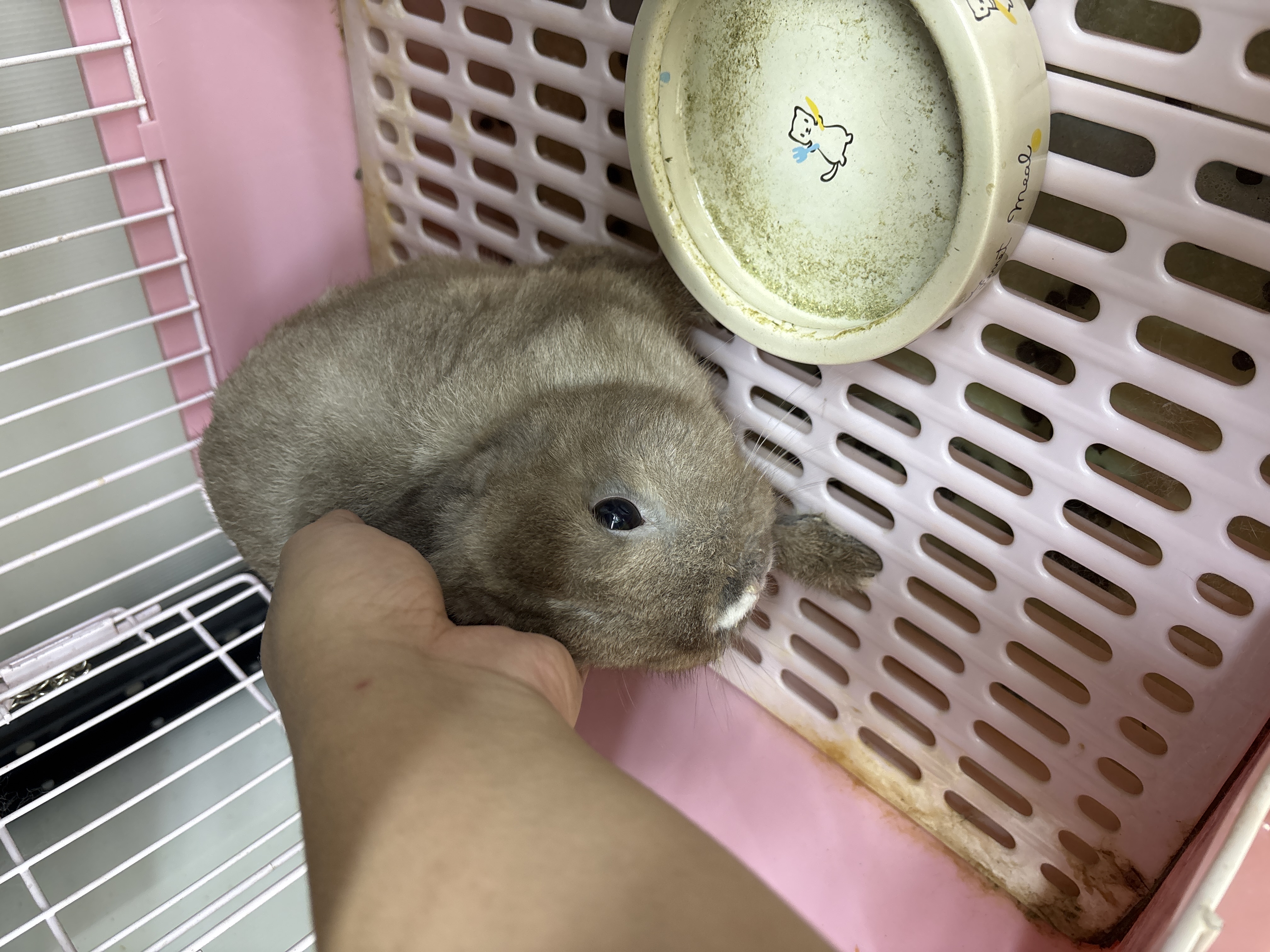 ネザーランドドワーフ