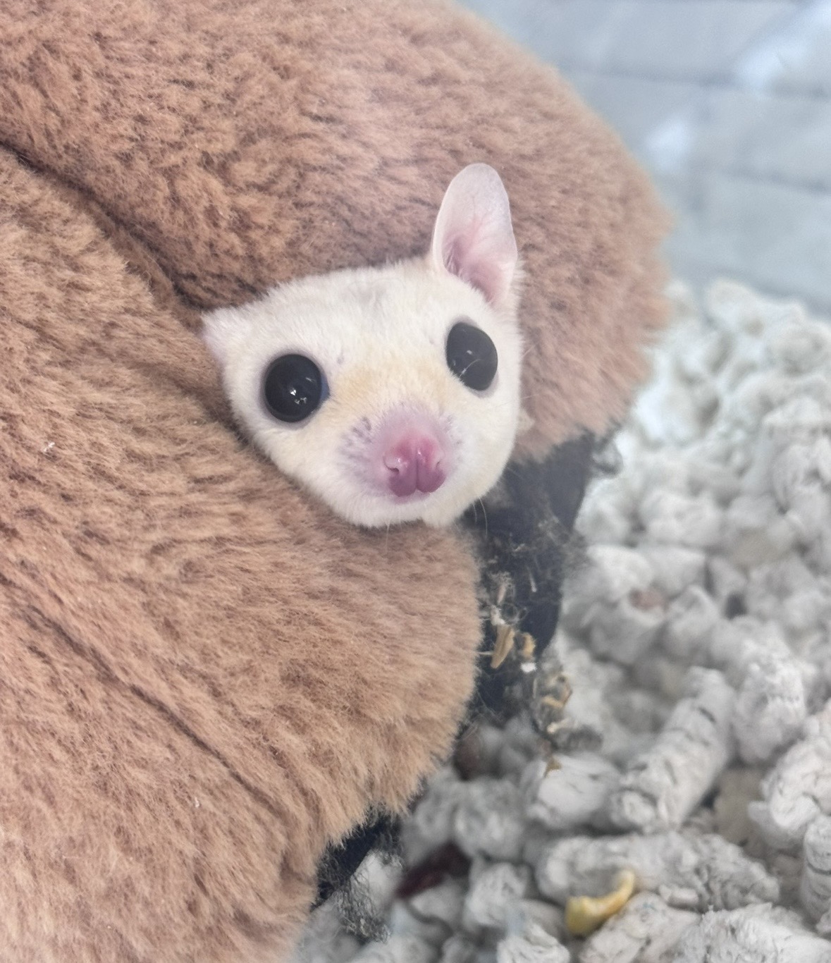 フクロモモンガ