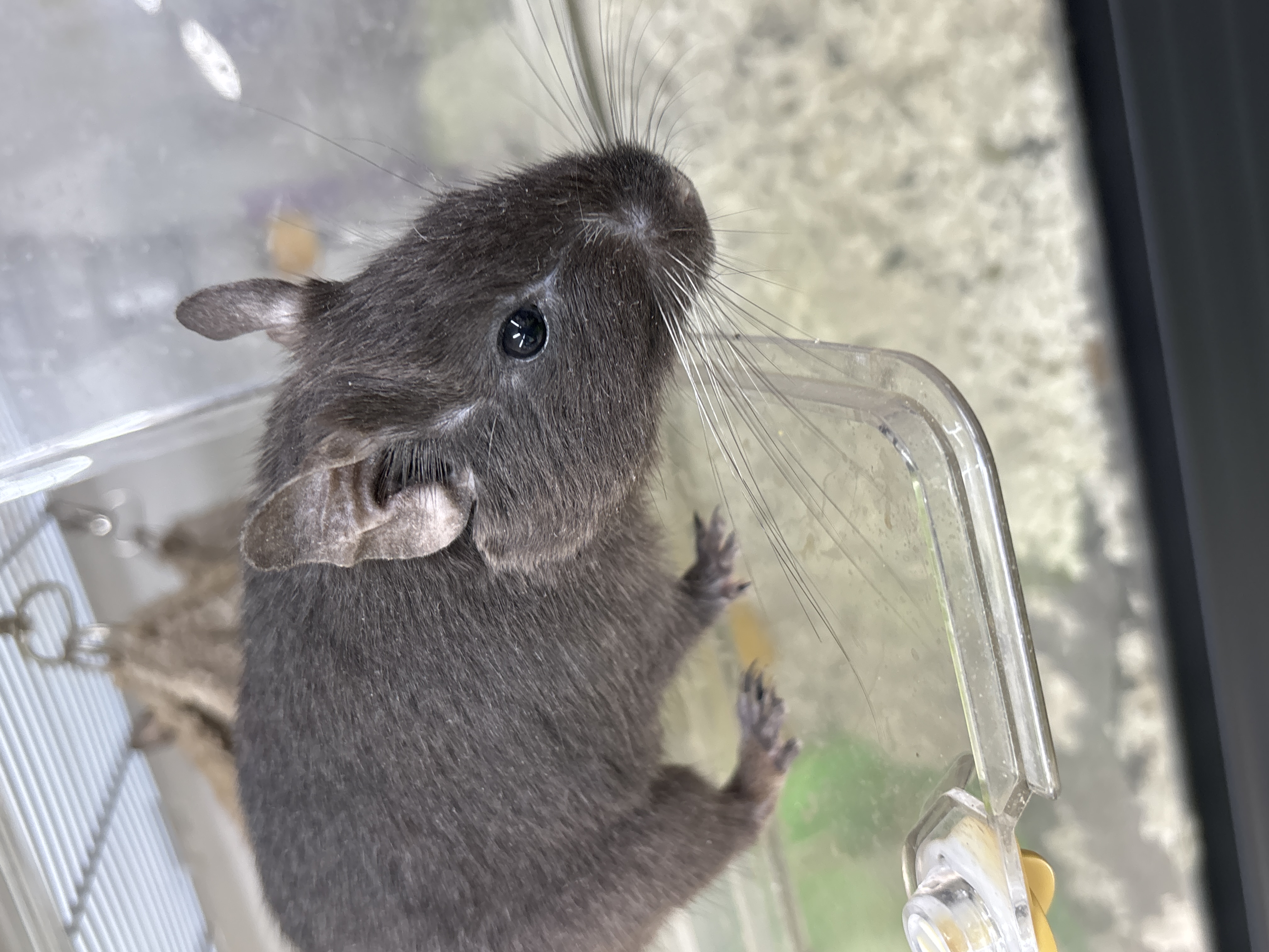 デグー