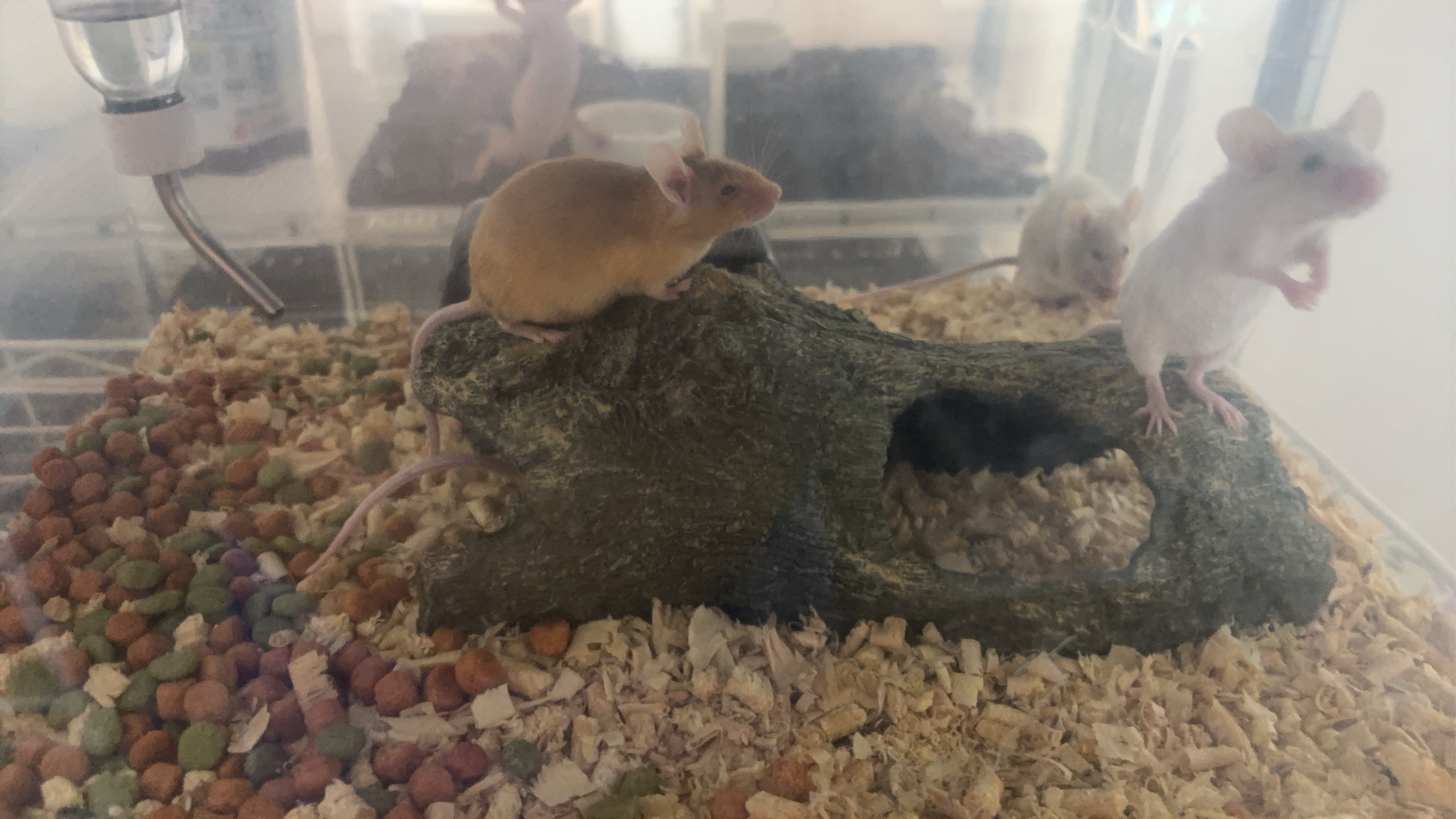 サテンマウス