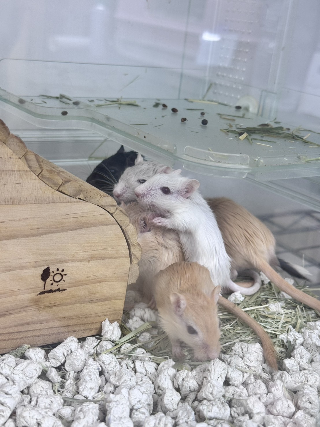 カラージャービル