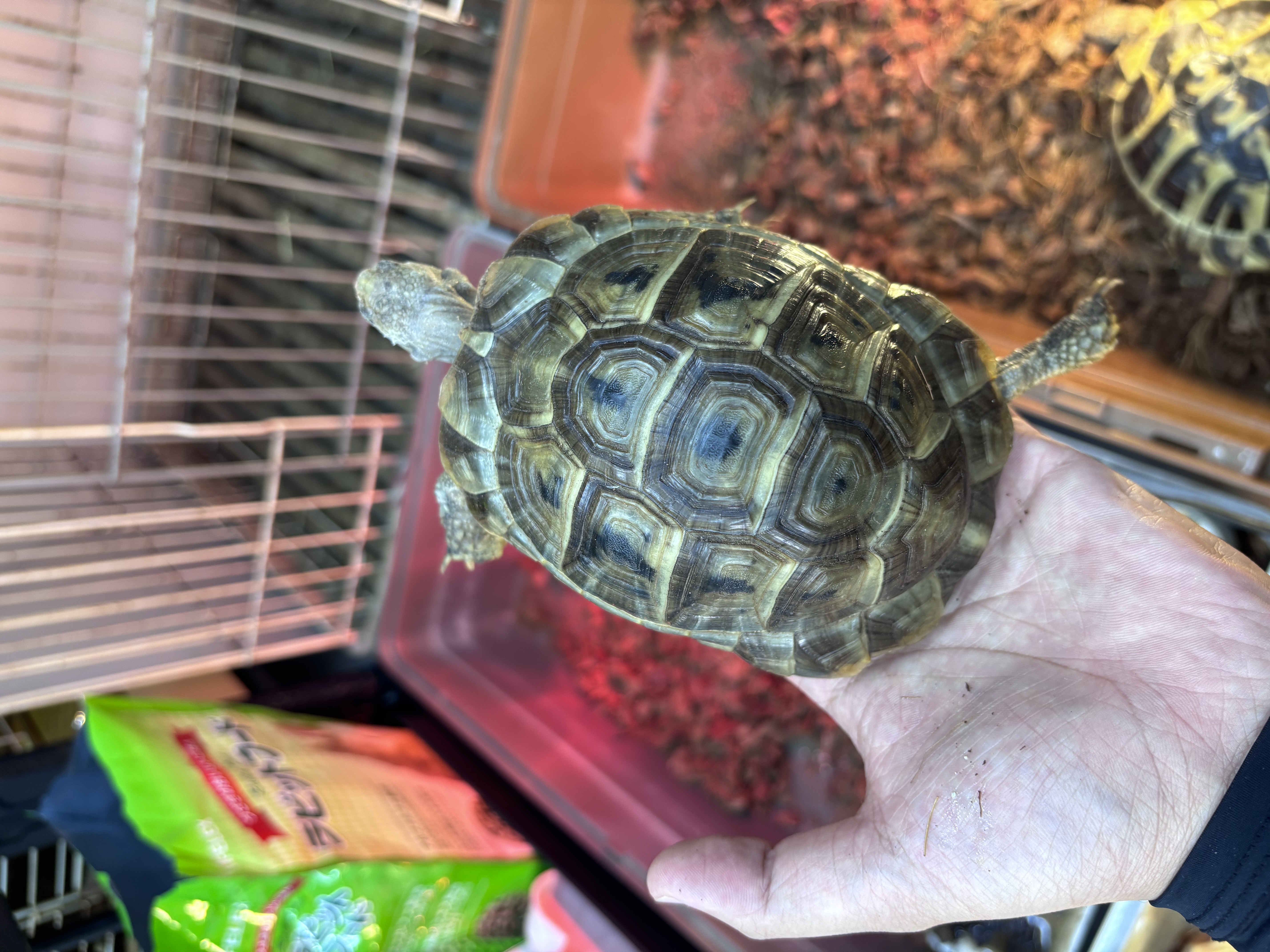 ギリシャリクガメ