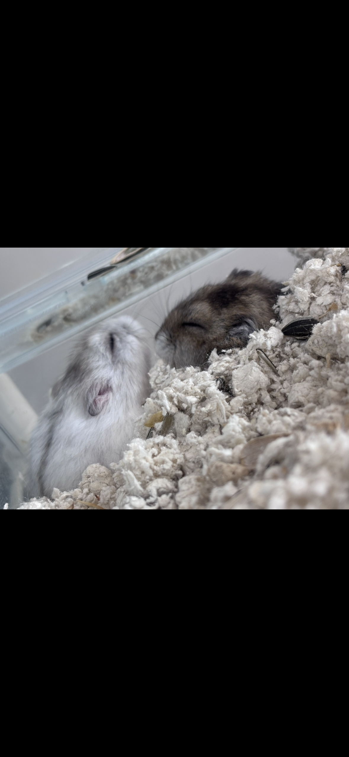 Repmoffで取り扱う小動物